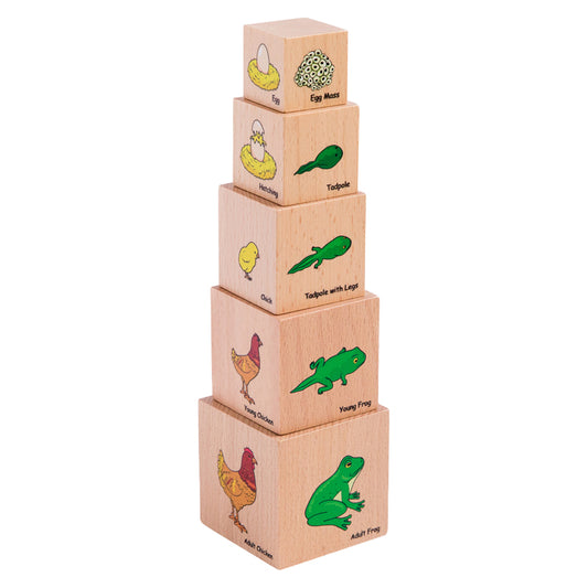 LIFECYCLE WOODEN BLOCKS SET OF 5