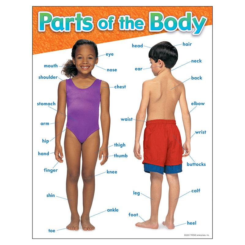 CHART PARTS OF THE BODY