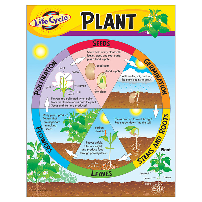 CHART LIFE CYCLE OF A PLANT K-3