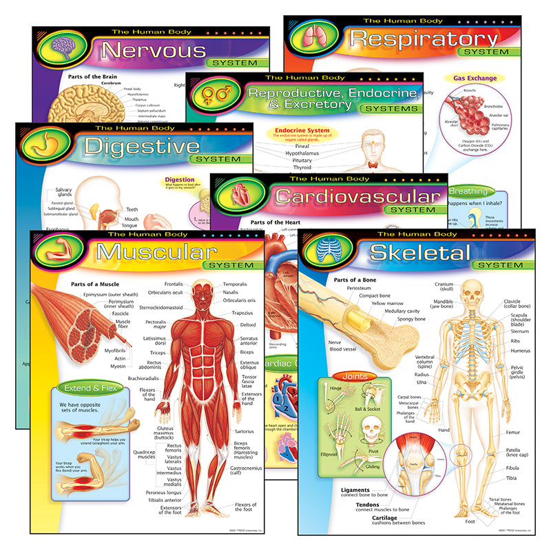 CHART PK THE HUMAN BODY 7/PK 17X22